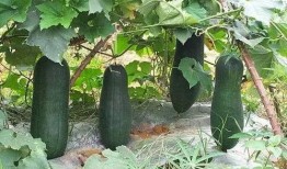 常理工吃瓜,吃瓜群众揭秘校园热点事件