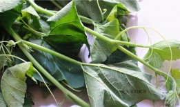 兰瓜腾怎么吃,解锁美味新体验