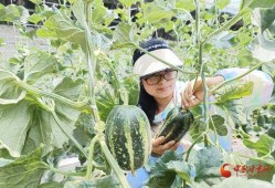 平凉华亭吃瓜,瓜果飘香，品味夏日田园风情