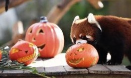 围观吵架吃瓜动物,围观吵架的趣味瞬间