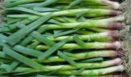 吃哈密瓜能吃蒜苔吗,美味搭配的饮食探索