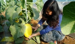 滕江浮诗 吃瓜,吃瓜背后的文化现象与社会解读