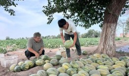 白鹭湾吃瓜,夏日美食之旅