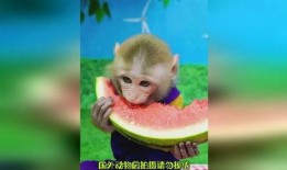 猴子吃瓜插图简笔画,简笔画中的夏日猴王美食时光