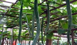 印度农村大妈吃蛇瓜,揭秘蛇瓜的独特魅力