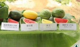 港圈吃瓜文件,揭秘“吃瓜文件”背后的真相与内幕