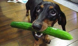 狗可以吃鲜瓜吗,鲜瓜是否适合宠物食用