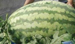 瓜王吃瓜王,瓜王吃瓜王，谁主沉浮？