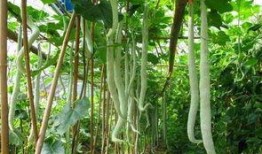 印度农村大妈吃蛇瓜,揭秘蛇瓜的独特魅力