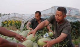 吃瓜村监控,一窥乡村生活百态