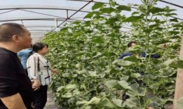 汉源小学吃瓜事件,校园食品安全引发关注