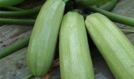 发烧可以吃牛角瓜,发烧时的天然退热良药