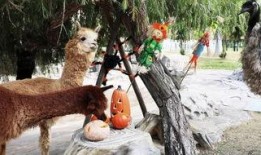 围观吵架吃瓜动物,围观吵架的趣味瞬间