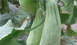 吃瓜无脑系统,吃瓜无脑，真相大白