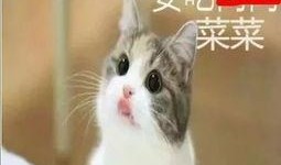 小猫和主人吃瓜表情,表情包萌态十足