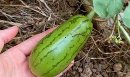 吃瓜容易被反噬,警惕反噬效应