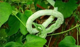 印度农村大妈吃蛇瓜,揭秘蛇瓜的独特魅力