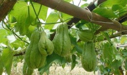 小猫吃佛手瓜,小猫的佛手瓜美食之旅