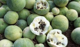 吃大瓜子的瓜,揭秘大瓜子的魅力与传承