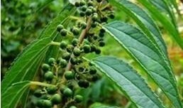 梦到吃芝麻瓜,芝麻瓜的奇幻之旅