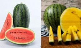 吃瓜叮当吃瓜,揭秘娱乐圈那些不为人知的瓜皮故事