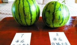 理性吃瓜四个瓜,品味四个瓜的精彩故事