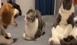 小白狗吃瓜群众,吃瓜群众的趣味生活