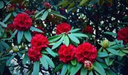 杜鹃瓜可以吃吗,美味还是毒果？揭秘其食用之谜