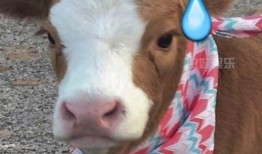 娱乐吃瓜酱鸭鸭,揭秘娱乐圈那些鲜为人知的幕后故事