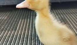 娱乐吃瓜酱鸭鸭,揭秘娱乐圈那些鲜为人知的幕后故事