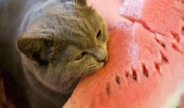 宿舍猫吃瓜,宿舍猫的瓜田奇遇记