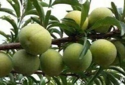 避雷吃瓜李,揭秘娱乐圈“吃瓜”背后的真相与智慧