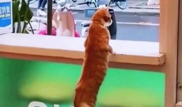 兄弟吵架吃瓜,吃瓜群众围观家庭大战