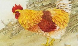 马闹鸡吃瓜,一场乡村奇遇记