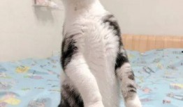 宿舍猫吃瓜,宿舍猫的瓜田奇遇记