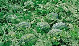 中德英伦联邦吃瓜,跨界美食盛宴，吃瓜群众共享味蕾狂欢