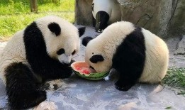 熊猫吃瓜声音,萌动自然的独特乐章