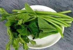 兰瓜腾怎么吃,解锁美味新体验