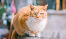 橘猫吃瓜大赛,一场欢乐的吃瓜盛宴