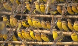 灭绝冰原吃瓜视频,揭秘灭绝冰原的神秘吃瓜时刻