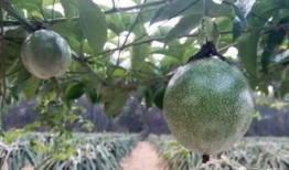 三水甜心吃瓜,揭秘甜蜜背后的瓜界风云