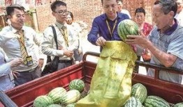 梦见给伟人送瓜吃,瓜果传递与伟人的神秘邂逅