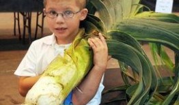 吃变态瓜,变态瓜的独特风味之旅