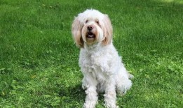 狗狗可以吃脆瓜么,脆瓜是否适合作为狗狗的零食？