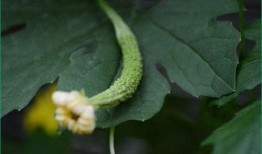 人流之后吃哈密瓜,哈密瓜的养生之道