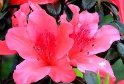 杜鹃瓜可以吃吗,美味还是毒果？揭秘其食用之谜