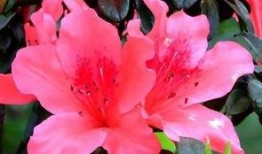 杜鹃瓜可以吃吗,美味还是毒果？揭秘其食用之谜