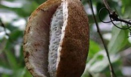 吃蓝色八月瓜,揭秘八月瓜的独特魅力