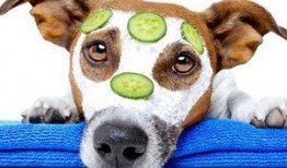 狗狗可以吃脆瓜么,脆瓜是否适合作为狗狗的零食？