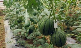 脆吊瓜怎么吃,解锁美味新体验